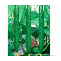 HS-Rose NO.1 F1 Hybrid Cucumber seeds